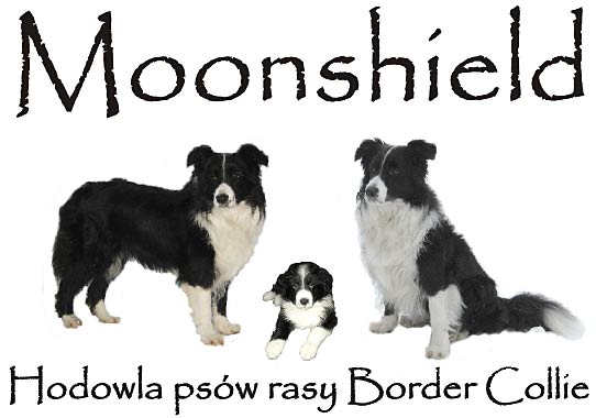 Moonshield hodowla psów Border Collie